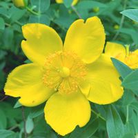 ヒペリカム,女神湖,お散歩,花のある暮らし,みどりのある暮らしの画像