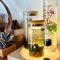 チランジア,苔(コケ),苔(コケ),まりも,タビビトノキの画像