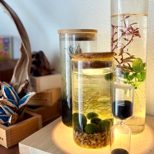 チランジア,苔(コケ),苔(コケ),まりも,タビビトノキの画像