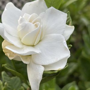 クチナシ,ホトトギス,小さな庭の画像