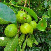グァバ,グアバ,南国フルーツ,トロピカルフルーツの画像