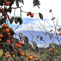 ジニア,カキ,キャベツ, 富士山,柿(かき)の画像