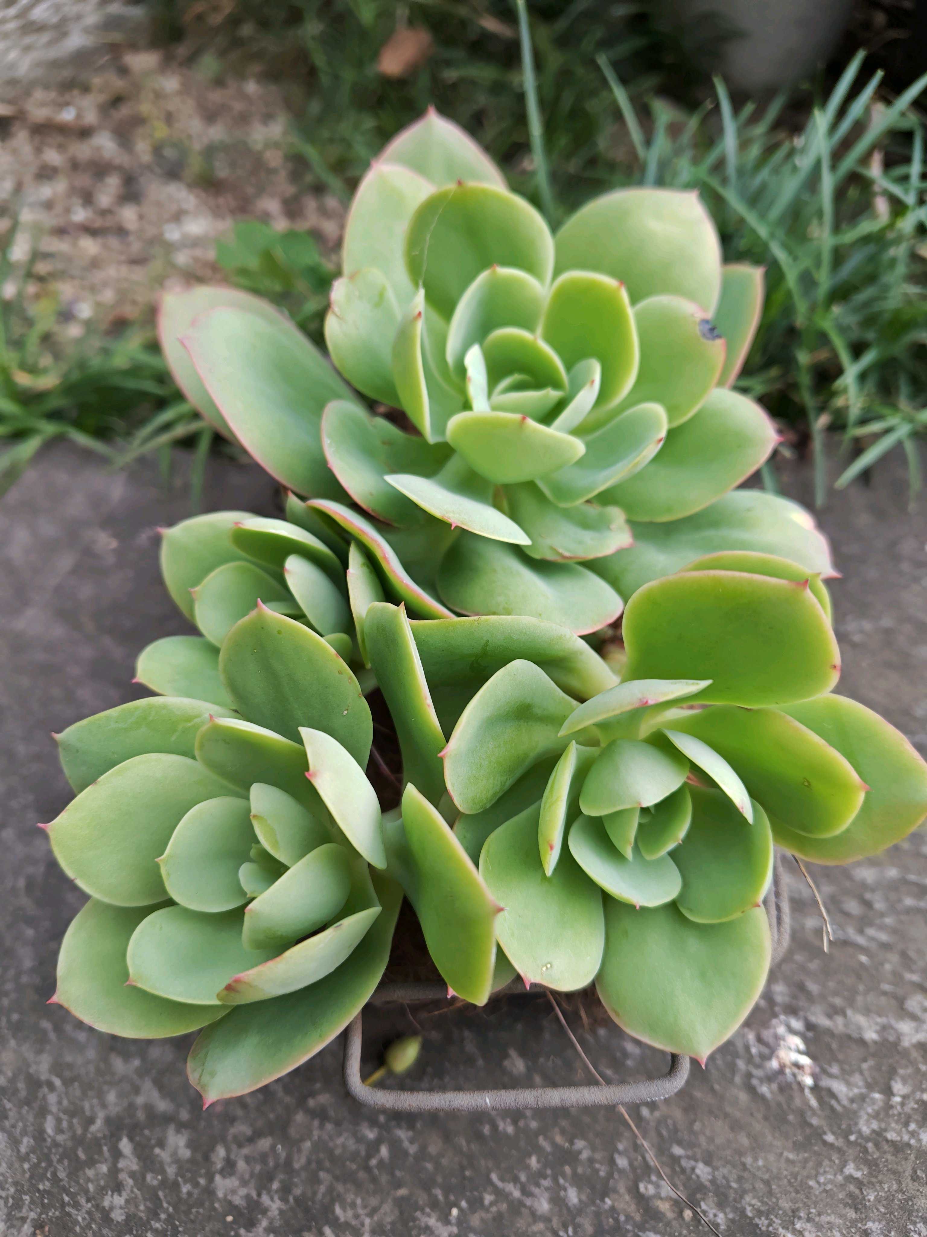 根っこが生えてない？多肉植物のカット苗を買ったら｜🍀GreenSnap