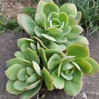 ピーチプリデ,多肉植物,エケベリア属,カット苗,多肉丼の画像