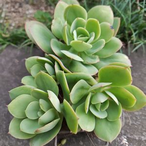 ピーチプリデ,多肉植物,エケベリア属,カット苗,多肉丼の画像