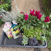 アリッサム,スイセン,ストック,ラナンキュラス,葉牡丹の画像