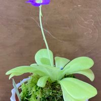 ムシトリスミレ,庭の画像