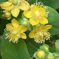 ヒペリカム,コダカラベンケイソウ,ヒペリカムの赤い実,ムクゲの蕾,今日のお花の画像