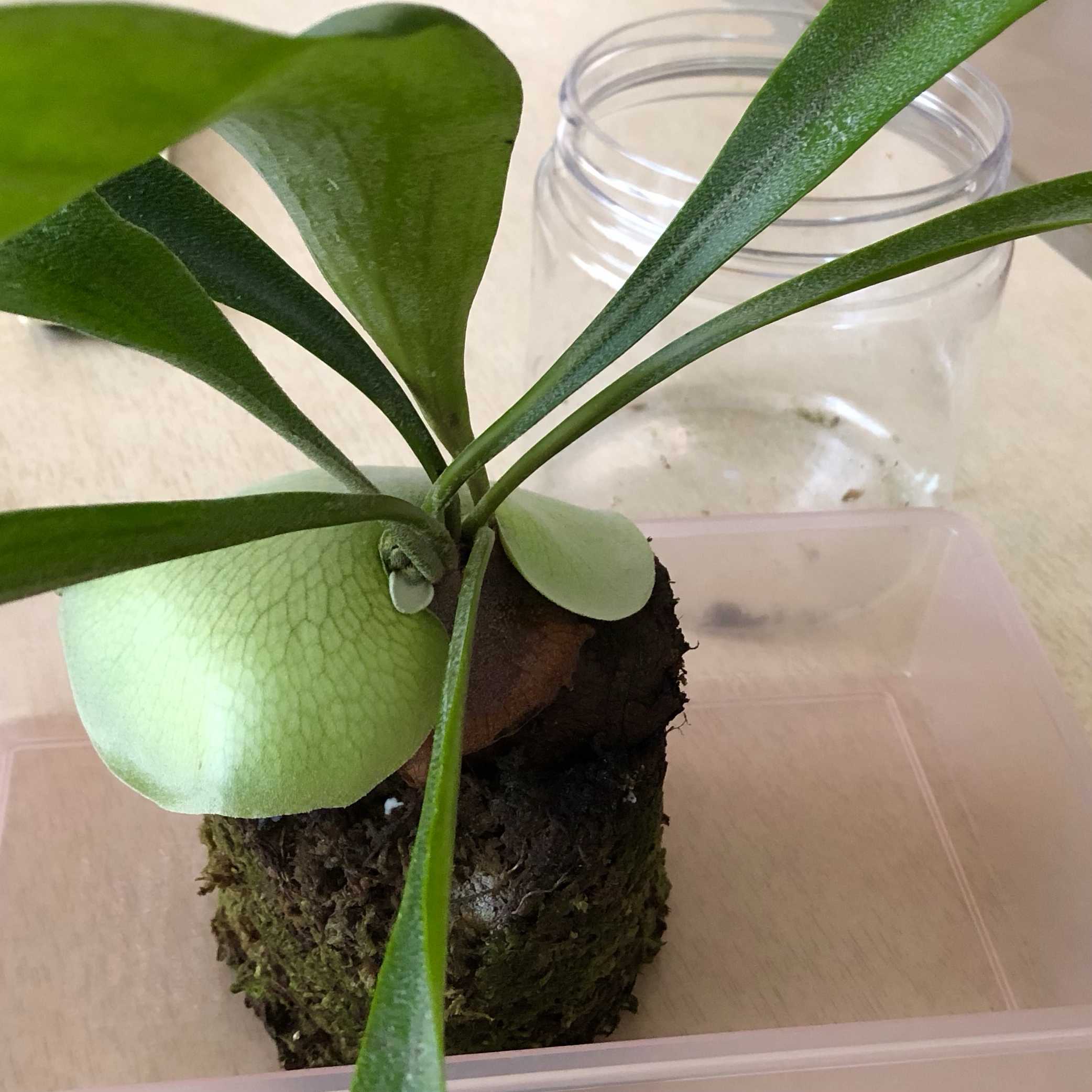 板付　観葉植物♪ 親株サイズの完成株♫〖ビカクシダ・コロナリウム〗 板付 観葉植物♪ 親株サイズの完成株♫〖ビカクシダ