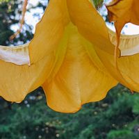 チョウセンアサガオ,チョウセンアサガオの画像