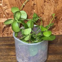 ディスキディア,ディスキディア　ナムコック,観葉植物,植え替えの画像