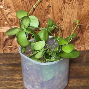 ディスキディア,ディスキディア　ナムコック,観葉植物,植え替えの画像