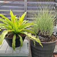 リュウビンタイ,オオタニワタリ,カリバナス・フーケリー,多肉植物,塊根植物の画像