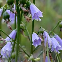 ツリガネニンジン,旅行中,和歌山県,千畳敷海岸,吉野熊野国立公園の画像