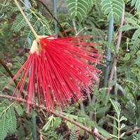 ガーベラ,シュウメイギク,トロロアオイ,ハイビスカス,ヒネムの画像