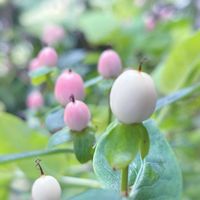 ヒペリカム,ヒペリカム (白実),庭木,挿し木,花木の画像