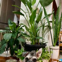 ストレチア,旅人の木,ハイビスカス ホワイトバタフライ,ハイビスカスヘップバーンピンク,ハイビスカス　K-ブルーの画像