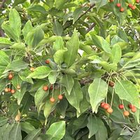 ソヨゴ,木の実,樹木,お出かけ先の画像