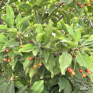 ソヨゴ,木の実,樹木,お出かけ先の画像