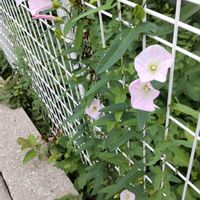 ヒルガオの画像