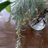 アサギリソウ,朝霧草,シルバーリーフ,モフモフ,キク科の画像