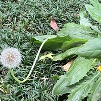 タンポポ,ふわふわの綿毛,お出かけ先の画像