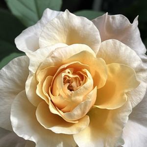 バラを楽しむ,ローズファームケイジ,バラが好き,バラがある暮らし,ベランダで和バラの画像