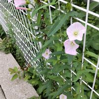 ヒルガオの画像