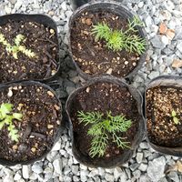 カスミソウ,ネモフィラ,ディル,ジャーマンカモミール,ニゲラ？の画像