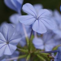 ルリマツリ,EOS,青い花マニア,❤️ 100いいね,多摩市立グリーンライブセンターの画像