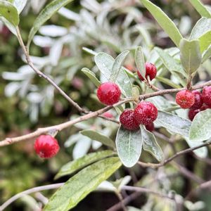 ロシアンセージ,イチイの実,モッコクの実,ヤナギバグミ,シュロの画像