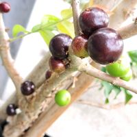 ジャボチカバ,ジャボチカバ,鉢植えの画像