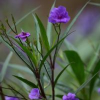 ヤナギバルイラソウ,代々木公園の画像