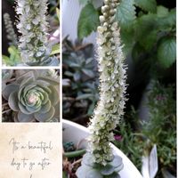 トップシータービー,子持ち蓮華,トップスプレンダー,クラウド,多肉植物の画像