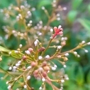 ハナミズキ,馬酔木,ヤブツバキ,ハーブティー,庭の画像