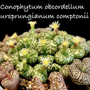 Conophytum obcordellum ursprungianum comptonii,Francfranc,京浜カクタスクラブ,窓辺の画像