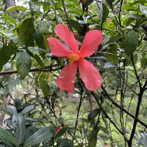 サルビア・アズレア,モクセンナ,タイワンツバキ,ルリアザミ,アザレアツバキの画像