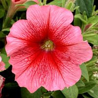 ペチュニア,お出かけ先にての画像