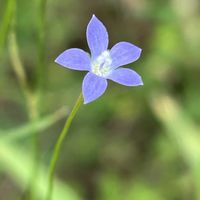 スベリヒユ,ハキダメギク,ヒロハホウキギク,ヒナギキョウ,メリケンムグラの画像