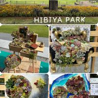 寄せ植え,多肉植物,多肉植物寄せ植え,多肉の寄せ植え,日比谷公園の画像