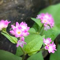 イワシャジン,ミゾソバ,オケラ.,コウヤボウキ,ミゾソバ(溝蕎麦)の画像