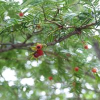 サンシュユ,サンシュユ,イチイ,イチイの実,サンシュユの実の画像