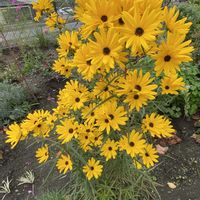 ホトトギス,ヤナギハナガサ,ヘリアンサスの画像