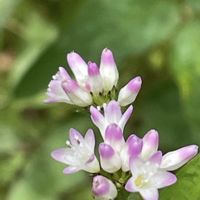 ノコンギク,ミゾソバ,ツリガネニンジン,チカラシバ,ヤブツルアズキ（藪蔓小豆）の画像