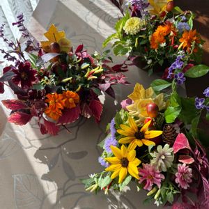 コリウス,コリウス,コリウス,コリウス,ジニアの画像