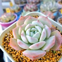 ラウリンゼ,プリドニス,ピンクシュガー, シルエット,ストロベリーボボの画像