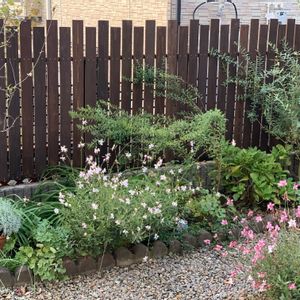 ガウラ,花のある暮らし,DIYウッドフェンス,お花に感謝,庭の画像
