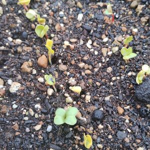 二十日大根,ハツカダイコン,ガーデニング,発芽,ネコ好きの画像