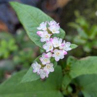 ミゾソバ,ミゾソバ,コナギ,コナギ,今日のお花の画像