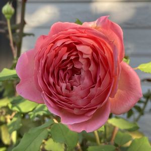 ジュビリー・セレブレーション,スイート・チャリオット,バラ 鉢植え,キジバト,バラ・ミニバラの画像